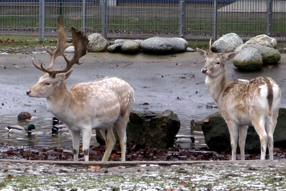 2023 01 Tierpark 06