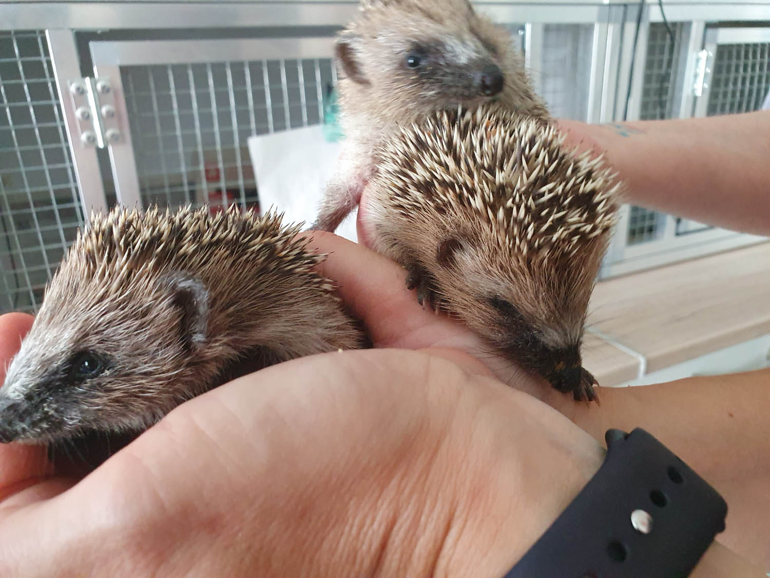 2026 02 Igelschulung 3