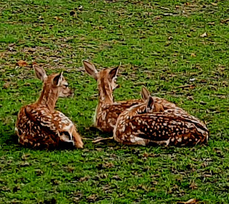2020 07 tierpark 01