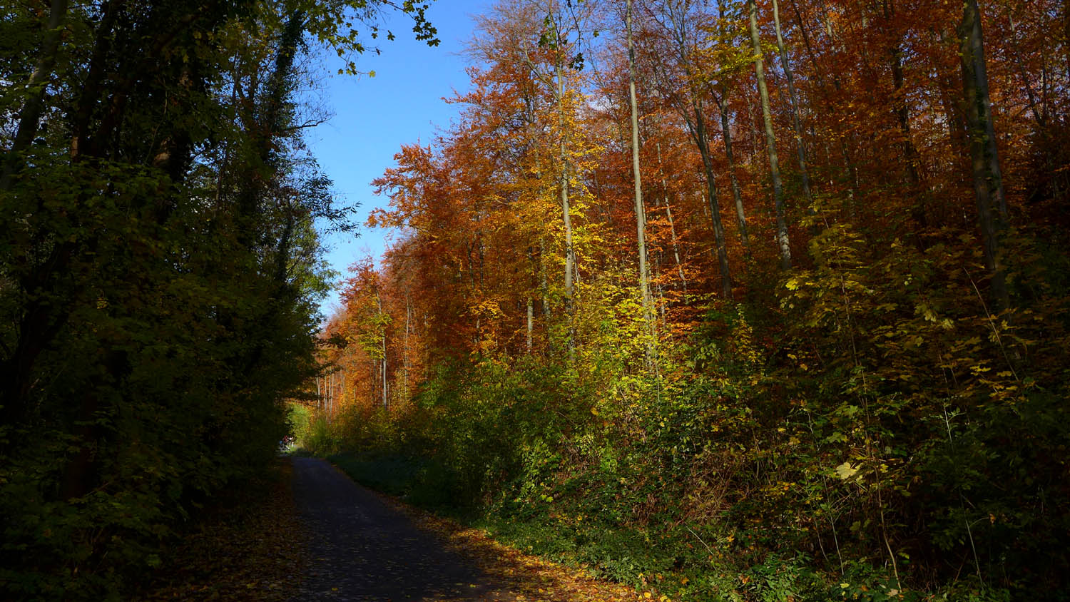2019 11 herbst 09